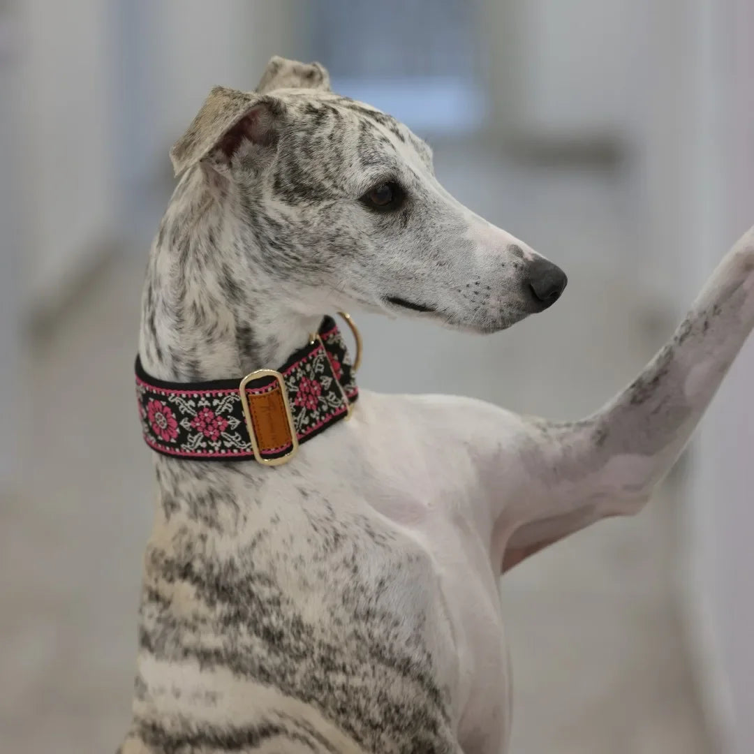 Martingale Dog Collar Hens / Greyhound Collar/ Iggy Collar/ Lurcher Collar/ Whippet Collar/ Galgo Collar