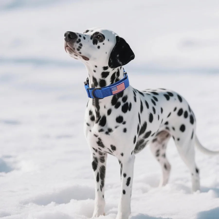 Martingale Dog Collar Quick Release Buckle No Pull Reflective Non-Slip for Medium Large Dogs Training Blue Medium